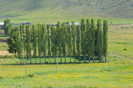 Poplar trees in a field in the mountains. Rural landscape.の写真素材