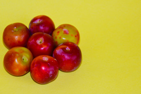 Fresh red plums on a yellow background. Copy space for text.の写真素材