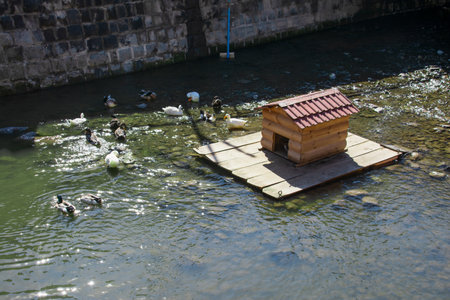 ducks on the river in the old town of Dubrovnik, Croatiaの写真素材