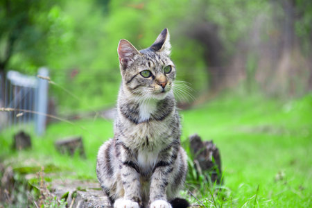 Portrait of European shorthair cat on nature background. A cat in nature. Portrait of a cat. A...