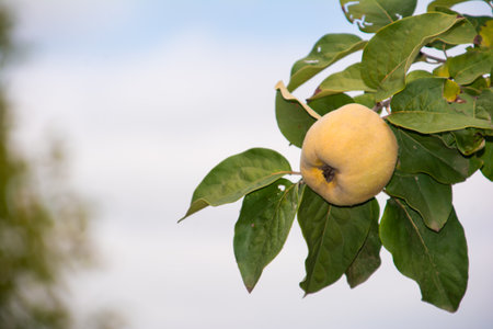 Ripe fruit on a tree branch in the garden.の写真素材