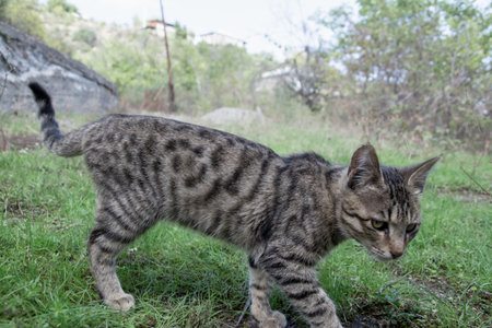 Tabby cat walking on the grass in the garden, Thailand.の写真素材