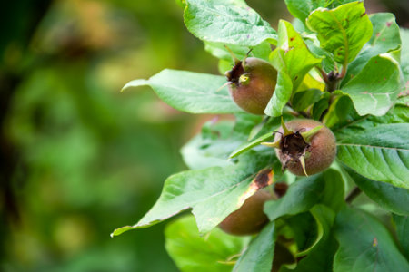 Close up of ripe medlar fruits growing on a tree branch.の写真素材