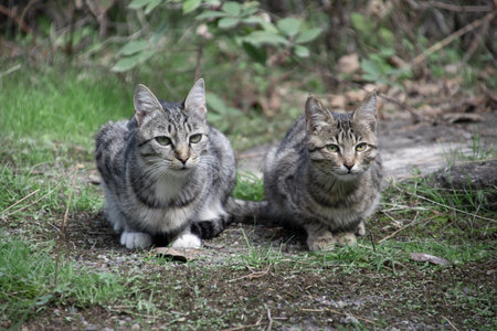 Two cats sitting on the grass in the park. Selective focus.の写真素材