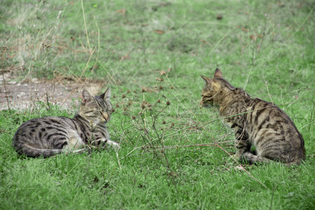 Two cats playing in the grass in the park. Selective focus.