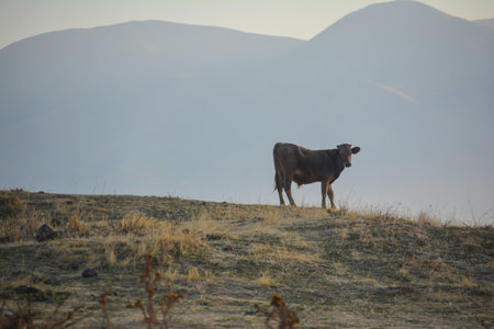 Cow farm. Cow in the wild. Domestic animals. Cow on the meadow in the mountains.. Cattle grazing in a meadow at sunset in the mountains.の写真素材