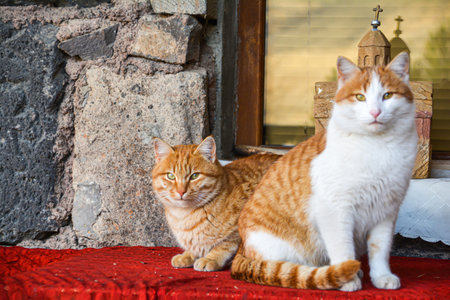 Ginger cat. Beautiful cat portrait. Domestic cat. Cute pet