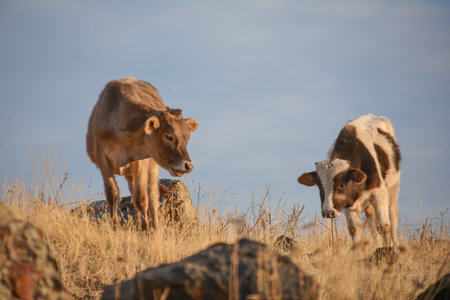 Cow farm. Cow in the wild. Domestic animals. Cow on the meadow in the mountains.の写真素材