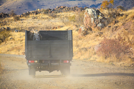 Truck on the road in the autumn. Altai, Russiaの写真素材