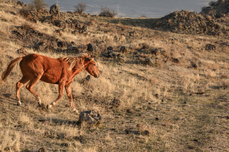 Wild Horse in the field. Horse grazing in the steppe in the spring. Horse in the farm. Brown horse on the background of natureの写真素材