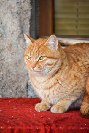 Ginger cat. Beautiful cat portrait. Domestic cat. Cute petの写真素材