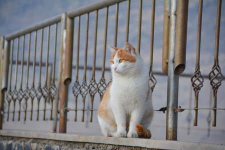 Cat sitting on the iron fence in the street. Selective focus.の写真素材