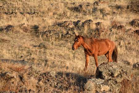 Wild Horse in the field. Horse grazing in the steppe in the spring. Horse in the farm. Brown horse on the background of natureの写真素材