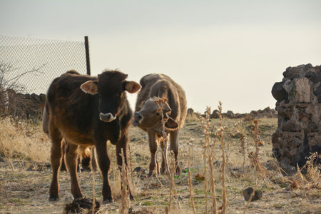 Cow farm. Domestic animals. Cow on the meadow.の写真素材