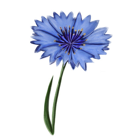 A vibrant blue flower with a unique shape and texture, featuring a central cluster of stamens and long green leaves. The flower appears artistic and stylized, suitable for decorative purposes.の写真素材