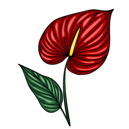 Vibrant vector illustration of a single Anthurium flower with detailed textured petals in rich red and a contrasting green leaf, perfect for botanical designs.のイラスト素材