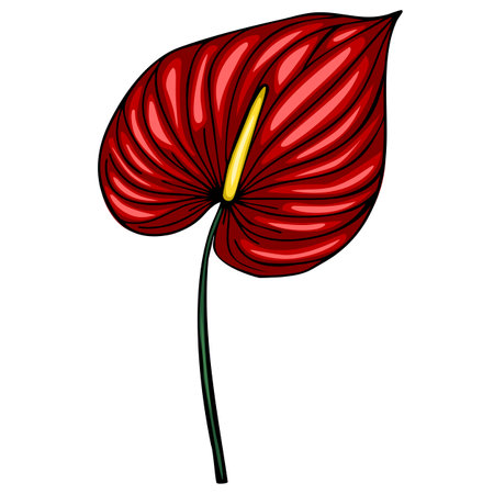 Vibrant vector illustration of a single Anthurium flower with deep red petals and a yellow spadix, showcasing detailed hand-drawn style and bold color contrast.のイラスト素材