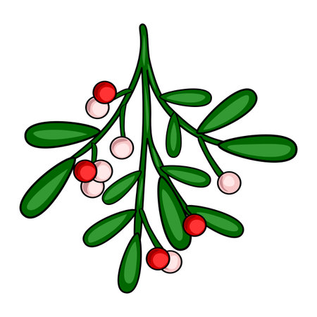 Festive Mistletoe Vector Illustration: A charming hand-drawn style depiction of mistletoe branch with red and white berries, perfect for Christmas designs and holiday greetings.のイラスト素材