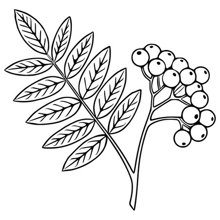 Elegant vector illustration of a rowan branch with detailed leaves and berries, showcasing a minimalist black and white style perfect for autumnal designs.のイラスト素材
