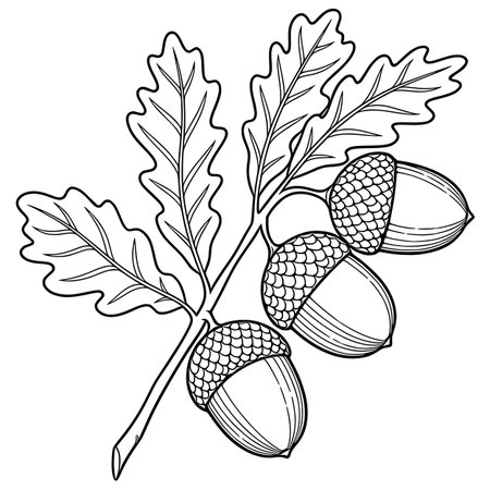 Exquisite vector illustration of an oak branch with three acorns and detailed leaves, showcasing a meticulous line art style perfect for autumnal designs.のイラスト素材