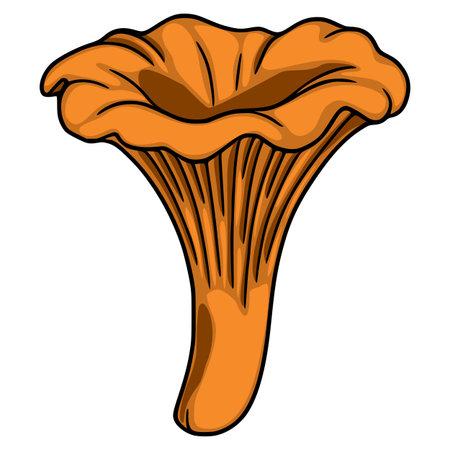 Detailed vector illustration of a chanterelle mushroom, showcasing its unique funnel shape and vibrant orange hue, perfect for culinary or nature-themed designs.のイラスト素材