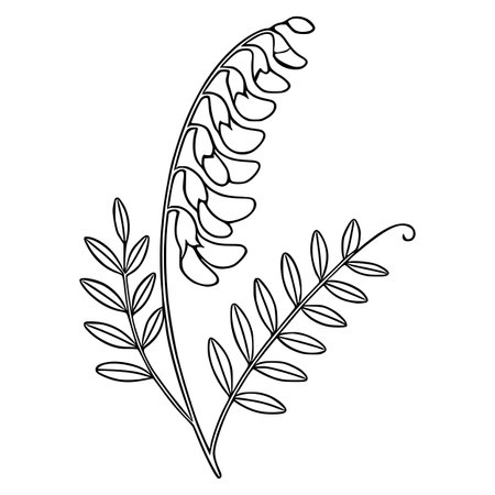 Elegant vector illustration of a tufted vetch flower with detailed leaves, showcasing a delicate botanical line art style perfect for design projects.のイラスト素材
