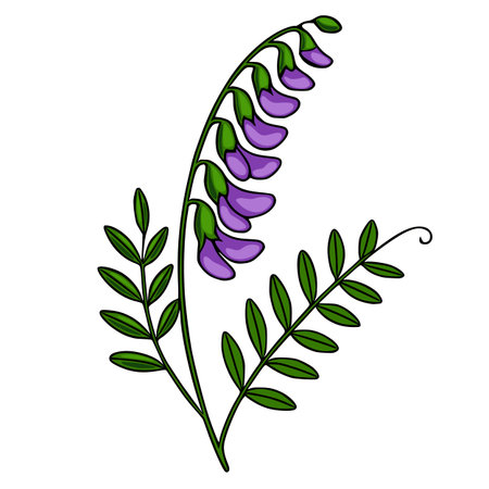 A charming vector illustration of a tufted vetch flower with vibrant purple blossoms and lush green leaves, showcasing a delicate botanical design perfect for spring-themed projects.のイラスト素材