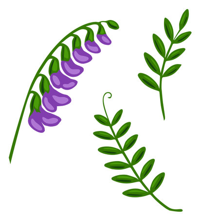 A vibrant vector illustration featuring a tufted vetch flower with purple blossoms and two stylized green sprigs, perfect for botanical designs and nature-themed projects.のイラスト素材