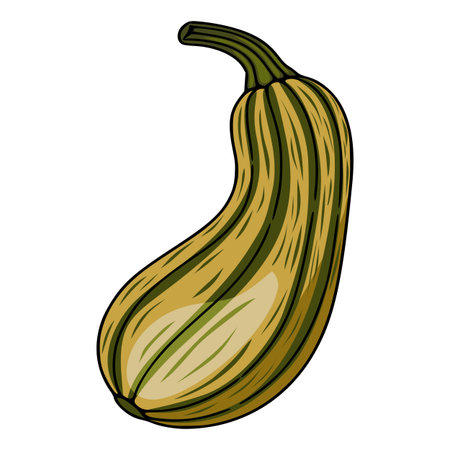 A vector illustration of a single, curved, yellow-green squash with distinct vertical stripes, showcasing a hand-drawn style perfect for autumnal designs or food-related projects.のイラスト素材