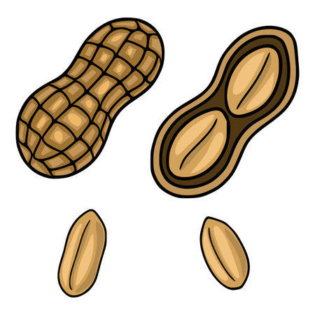 A vector illustration featuring detailed peanuts, showcasing both whole and shelled versions with distinct textures and colors, ideal for food-related designs.のイラスト素材