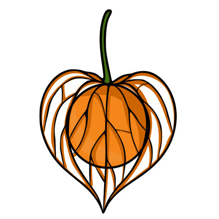 Unique vector illustration of a physalis fruit in a heart-shaped husk, depicted with a stylized, graphic design featuring bold orange and black lines against a white background.のイラスト素材