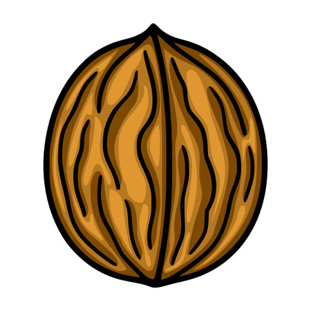 A vector illustration of a single walnut, showcasing a detailed hand-drawn style with rich brown hues and black outlines, emphasizing the natural texture and grain of the shell.のイラスト素材