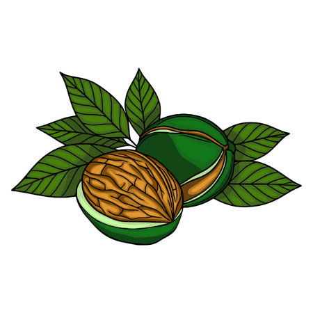 A vector illustration of a halved walnut with its shell and vibrant green leaves, showcasing intricate details of the nuts texture and the leafs veining.のイラスト素材
