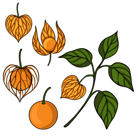 Detailed vector illustration of physalis fruits and leaves, showcasing various stages of ripeness and a unique artistic style with bold outlines and vibrant orange and green colors.のイラスト素材
