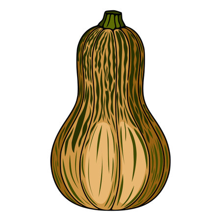 Detailed vector illustration of a butternut squash with unique green and brown stripes, showcasing its natural texture and shape.のイラスト素材