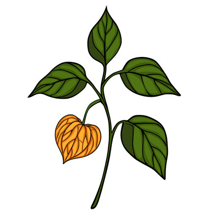 A vector illustration of a physalis branch with detailed orange fruit and vibrant green leaves, showcasing a unique botanical design with a hand-drawn aesthetic.のイラスト素材