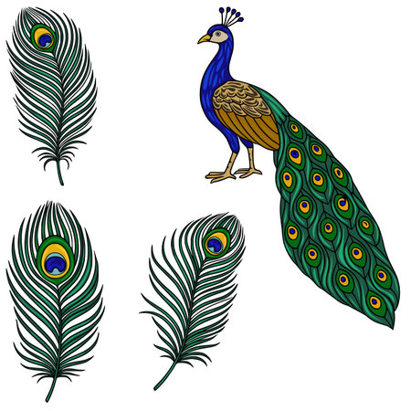 Vibrant vector illustration of a peacock with detailed feathers, showing its iridescent plumage and three separate feather elements for design flexibility.のイラスト素材