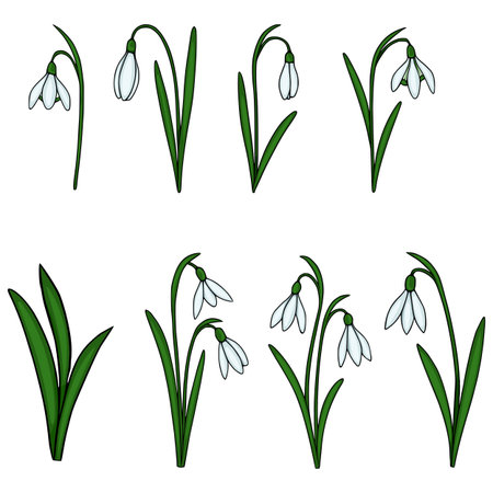 Charming vector illustrations of snowdrop flowers in various poses and orientations, featuring delicate white petals and vibrant green stems and leaves.のイラスト素材