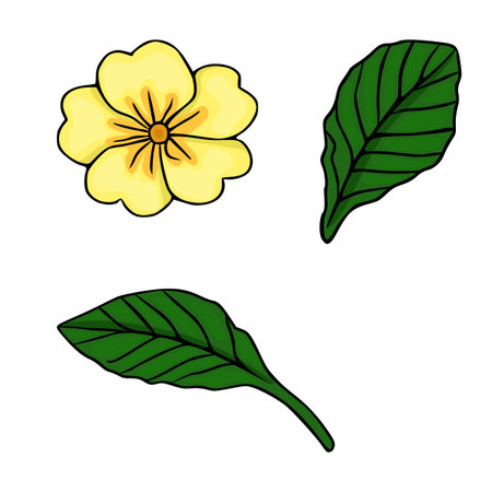Charming vector illustration of a single yellow primrose flower with two green leaves, isolated on a white background.のイラスト素材