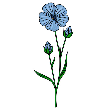Delicate blue flax flower with unopened buds, rendered as a clean vector illustration on a white background.のイラスト素材