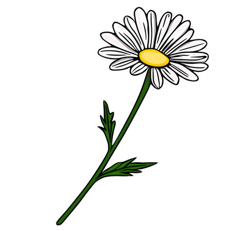 A charming vector illustration of a single daisy flower with delicate white petals and a bright yellow center, set against a clean white background, accompanied by green leaves and stem.のイラスト素材