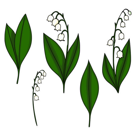 Delicate vector illustration of lily of the valley flowers and leaves with a clean, white background.のイラスト素材