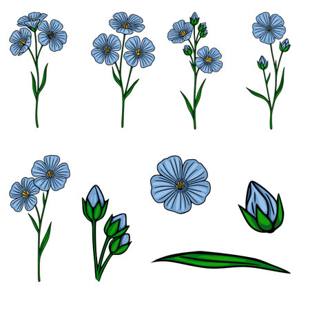 A charming vector illustration showcasing delicate blue flax flowers and buds, accompanied by slender green leaves, presented as individual elements on a clean white background.のイラスト素材