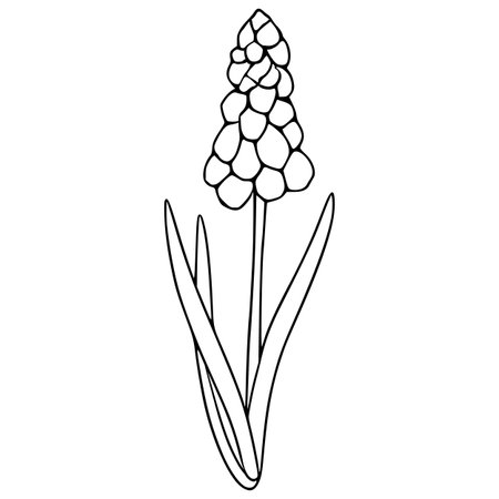 Stylized vector illustration of a single muscari flower with elongated leaves, rendered in a clean, minimalist black and white line art style.のイラスト素材
