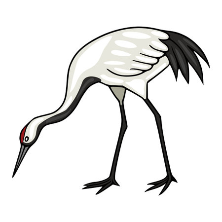 Red-crowned crane vector illustration, elegant white bird with black accents, graceful poseのイラスト素材