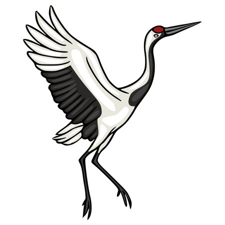 Elegant red-crowned crane vector illustration in motion, isolated on white.のイラスト素材