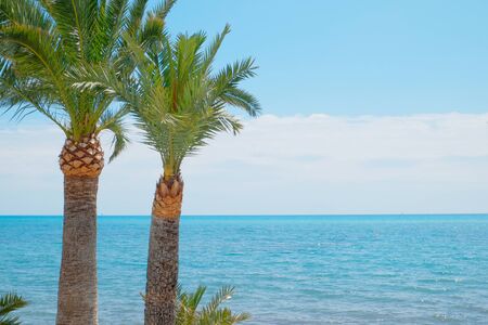 Palm trees and the seaの写真素材