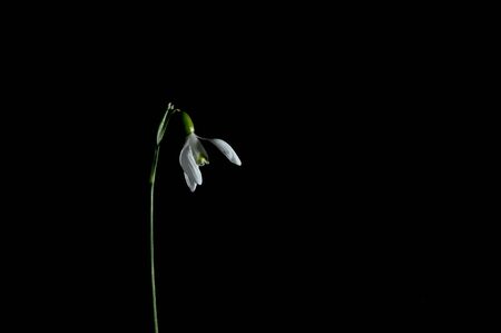 Spring snowdrop on a black backgroundの写真素材