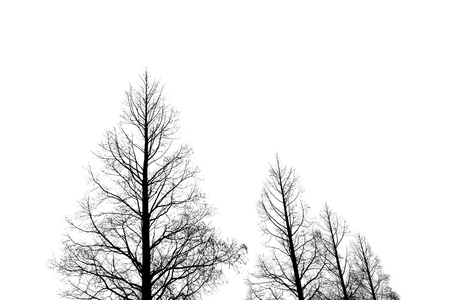 4 bare trees against a white background.の写真素材