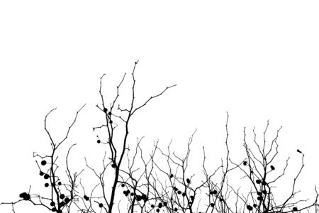 Standing bare tree branches against a white background.の写真素材